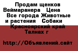 Продам щенков Веймаранера › Цена ­ 30 - Все города Животные и растения » Собаки   . Красноярский край,Талнах г.